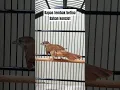 Download Lagu beli burung kapas tembak betina konslet