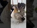 Download Lagu World’s Smallest Chicken Breed: SHOW QUALITY SERAMA HEN