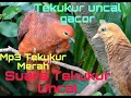 Download Lagu AUDIO!! Burung uncal Merah/Tekukur Api/Dekuku Merah