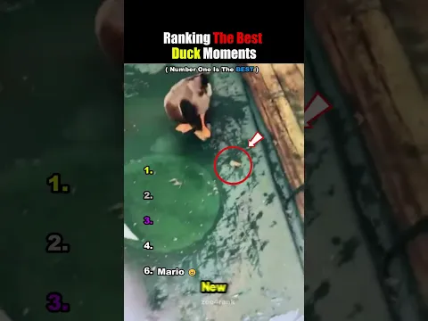 Ranking Best Duck Moments 🦆 #usa