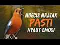 Lagu MACETAN PASTI NYAUT | ANIS MERAH GACOR INI 100% JITU UNTUK PANCINGAN ANIS MERAH MACET BIAR BUNYI |21