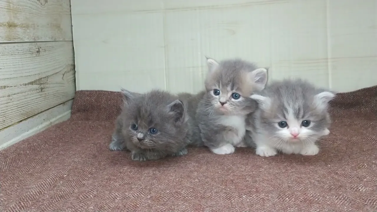 動画