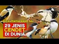 Download Lagu 29 JENIS CENDET DARI SELURUH DUNIA, 3 BIKIN TAKJUB - KICAUMANIA WAJIB TAU