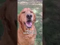Download Lagu when you said your last goodbye, i died a little bit inside. #sad #dog