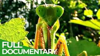 World s Biggest Baddest Bugs Free Documentary Nature