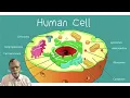 Competency BI 1 1 Describe the molecular and functional organization of a cell and its subcellular