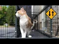 We Needed This Catio Improvement A Tunnel