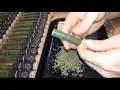 Loading a cannagar pre-roll