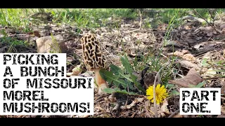 Picking A Bunch Of Missouri Morel Mushrooms Part 1