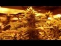 GreenPharms