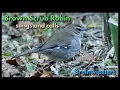 Download Lagu Brown Scrub Robin song and scratchy alarm calls