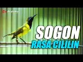 Download Lagu SOGON RASA CILILIN MASTERAN POL MEWAH TANPA IKLAN