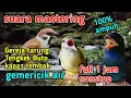 Download Lagu Cendet di jamin langsung pintar,suara Gereja tarung,kapas tembak,Tengkek Buto terbaik 1 jam nonstop