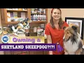 Owning a Sheltie The Shetland Sheepdog