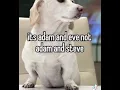 homophobic dog