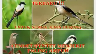 Download Suara Pikat Burung Cendet Atau Pentet Menjerit Paling Ampuh MP3