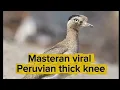 Download Lagu Masteran burung peruvian thick knee jeda 1 menit air mengalir burung langka suara idaman juri