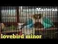 Download Lagu suara masteran lovebird minor tempo lambat