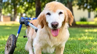 Dije que este perro paralizado viviría hasta los 15. Aquí está.