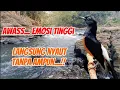 Download Lagu Masteran dahsyat bikin emosi tinggi, langsung nyaut tanpa ampun