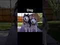 Animals With Down Syndrome