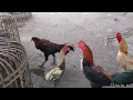 Download Lagu Pasar ayam Gawok Sukoharjo terkini rame dan banyak pilihan ayamnya