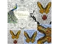Download Lagu Natuur mandala's : vlinder : BBNC ( kleurvitality )