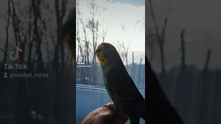 صباح الخير مع تغريدة العصفور عصفور طل من الشباك أجمل حالات واتس قصيرة 