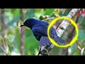SUARA BURUNG CIUNG BATU KECIL MASTERAN SIKATAN CENDET PUNGLOR CUCAK IJO
