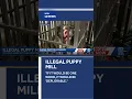 Puppy Mill Raid
