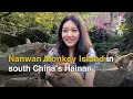 Nanwan Monkey Island in south China s Hainan