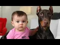 Download Lagu 80 pond wegende DOBERMAN schokt familie wanneer baby eerste stapjes zet ❤️