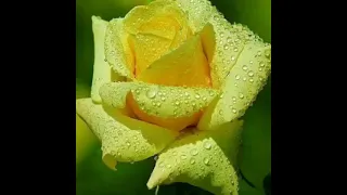 بث عسوله كيوت 