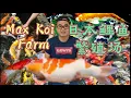 Lagu 日本鲤鱼养殖场Max Koi Farm