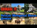 Download Lagu BELAJAR MENGENAL SUARA HEWAN || KUMPULAN SUARA SUARA HEWAN