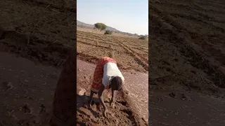 Tunapanda Kitunguu Hapo Tupo Chamae Wilaya KONGWA Mkoa Dodoma Karibu Tulime Kitunguu Kwa Tija Zaidi 