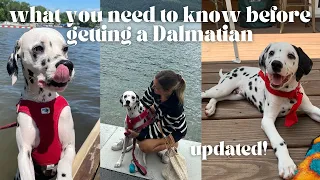 what no one tells you about getting a dalmatian watch this before you get a dalmatian updated