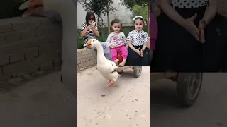 البطه البطه Shorts 