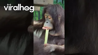 A Very Intelligent Orangutan at the Zoo || ViralHog