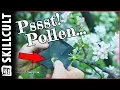 Apple Pollen For Sale Now