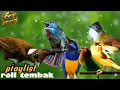 Lagu roll tembak kasar dan tajam dengan cililin,kapastembak, prenjak, cucak jenggot, lovebird