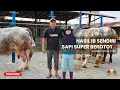 Download Lagu SAPI SUPER BELGIAN BLUE HASIL BREEDING ‼️| SUMBER TERNAK FARM