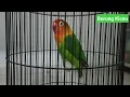 Burung lovebird full kapas tembak bagus buat pancingan Murai Kacer dll