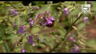 Pollinator Week - How Pollinators Help with Food
