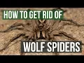 How to Get Rid of Wolf Spiders 4 Easy Steps