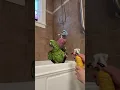 Download Lagu Super Angry Birds🤣 | BEST Bird Videos 2025