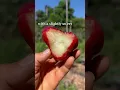 Download Lagu It’s wax jambu season in South Florida ♥️