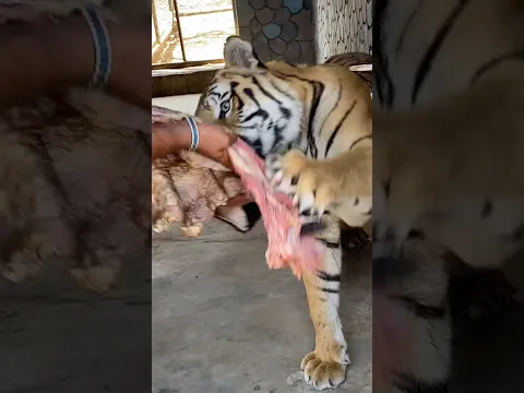 #trailer #automobile #jimcorbettwildlifeandnatureview #tigerspotted #tigerspotted #lion