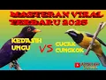 Download Lagu MASTERAN VIRAL TERBARU??? KEDASIH UNGU VS CUCAK CUNGKOK #masteranmuraibatu #masterancucakijo