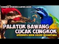 Download Lagu MASTERAN PELATUK BAWANG VS CUCAK CUNGKOK || MASTERAN KOMBINASI CUCAK CUNGKOK VS PELATUK BAWANG
